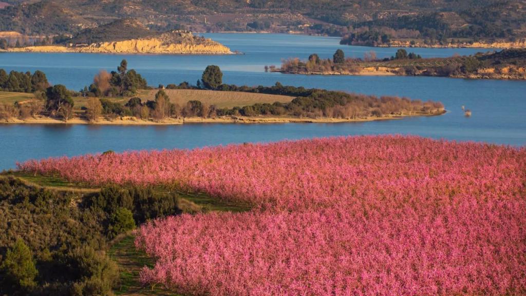 Embalse de MEquinenza y sus cerezos en flor