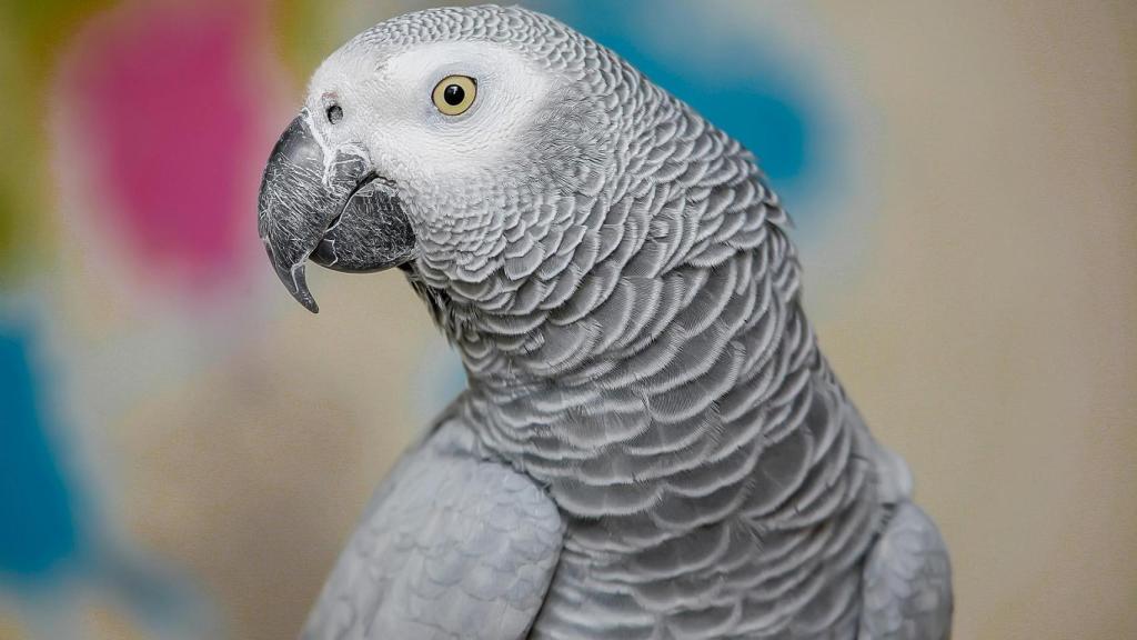 Loro africano gris.