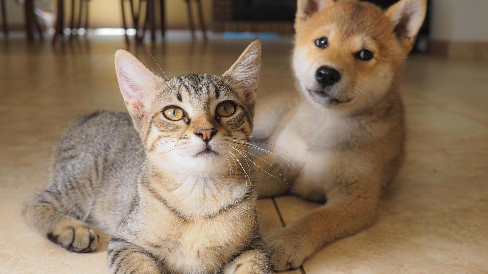 Un perro y un gato.