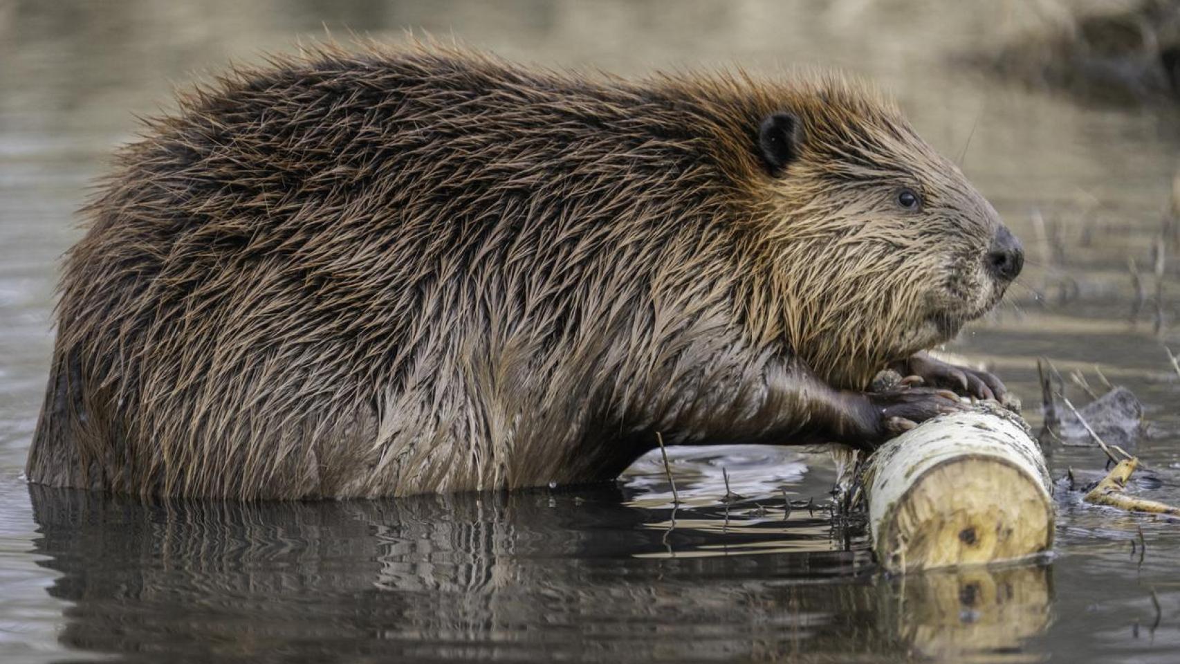 Un castor fuera del agua comiendo un árbol.