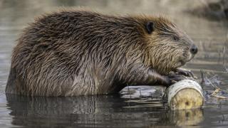 Un castor fuera del agua comiendo un árbol.