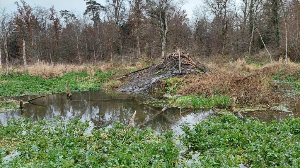 Los tramos de río donde habita el castor europeo almacenan, de media, un 26% más de carbono a lo largo del año.