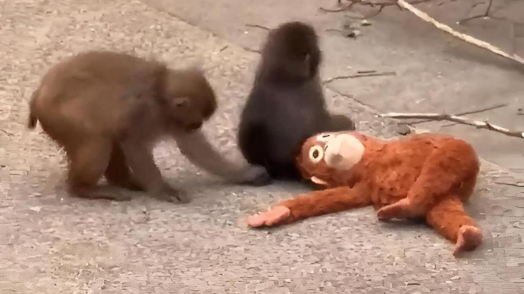 Punch, el mono bebé rechazado por su madre, con su nueva amiga Aiko.