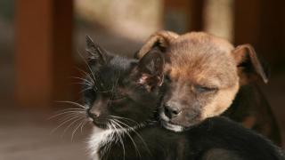 Un perro y un gato.
