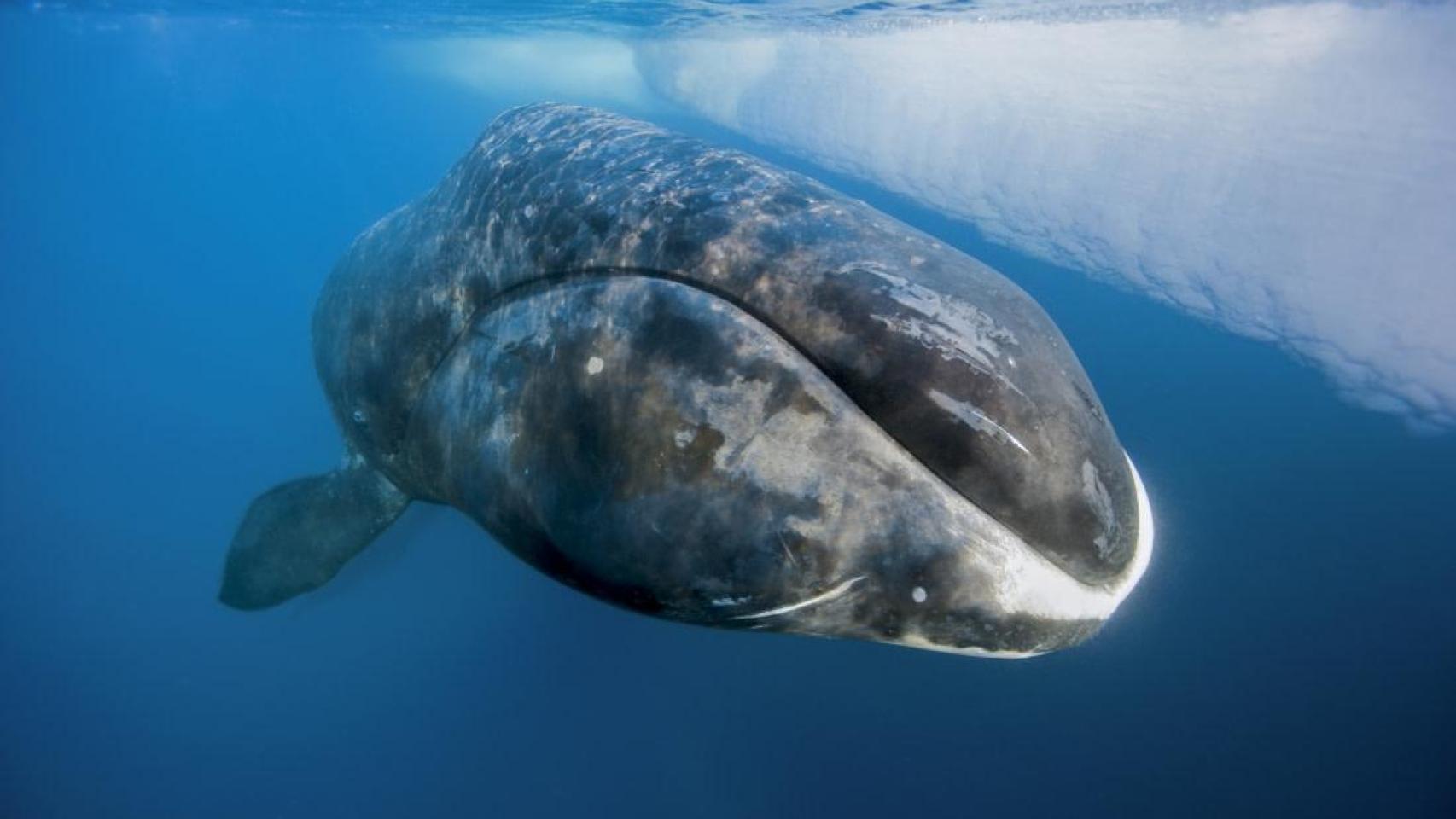 Imagen de ballena boreal.