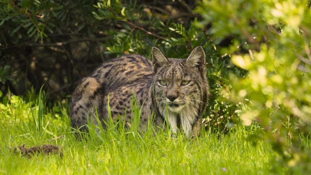 El lince ibérico encuentra nuevo hogar y garantiza su futuro.