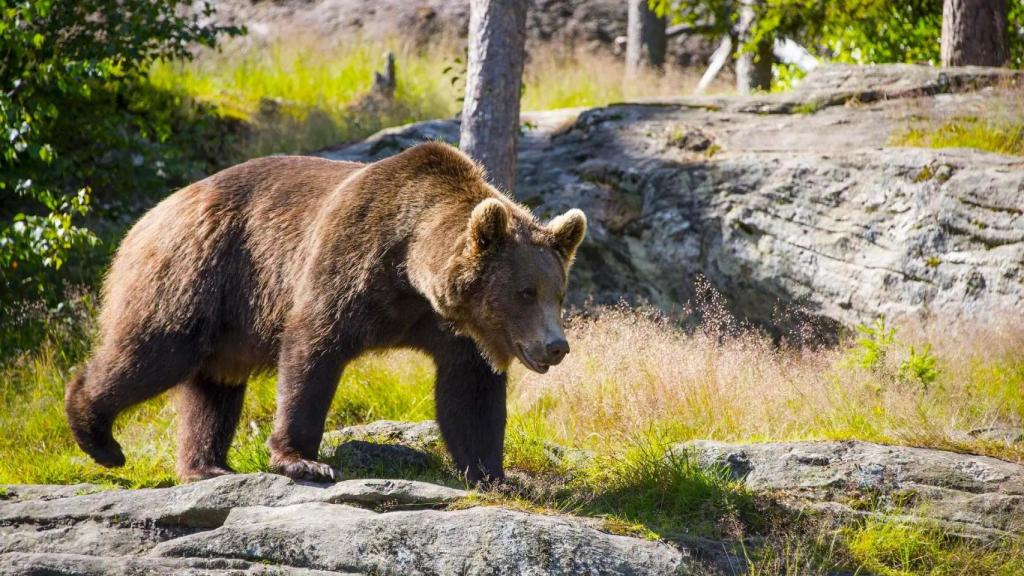 Ni Macizo del Gorbea ni Sierra de Aralar: el oso pardo supera los 400 ejemplares y reconquista España