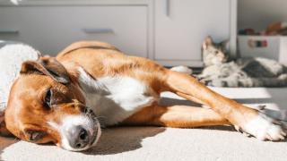 Un perro y un gato en una habitación