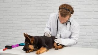 Cachorro en el veterinario