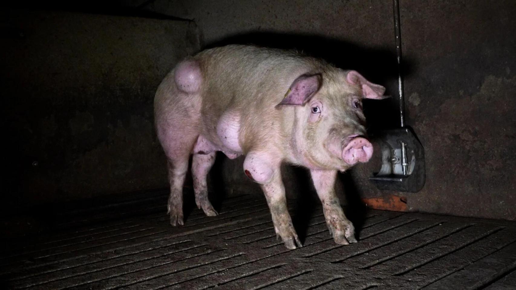 "Una granja de los horrores": animalistas denuncian "condiciones extremas" de un millar de cerdos en Teruel