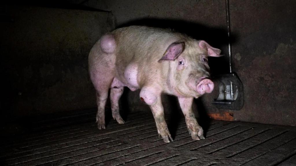 Animal enfermo detectado en una explotación porcina