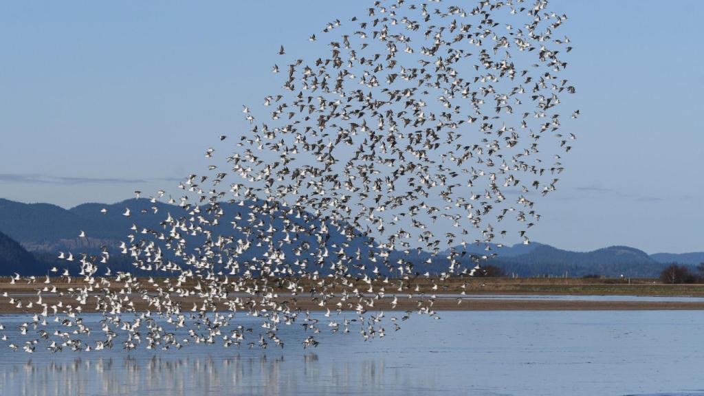 Bandada de aves