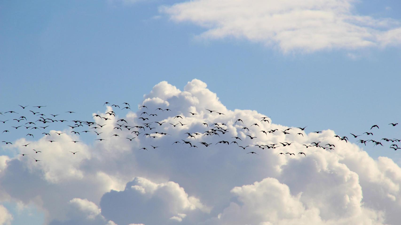 Bandada de pájaros