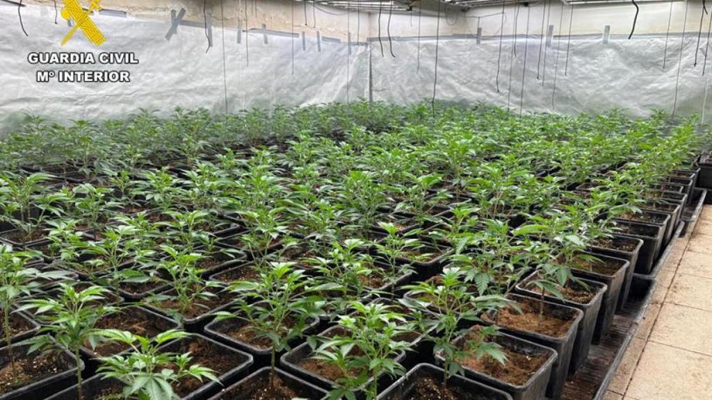 Imagen de la plantación indoor desarticulada por la Guardia Civil en Almodóvar del Camp (Ciudad Real).