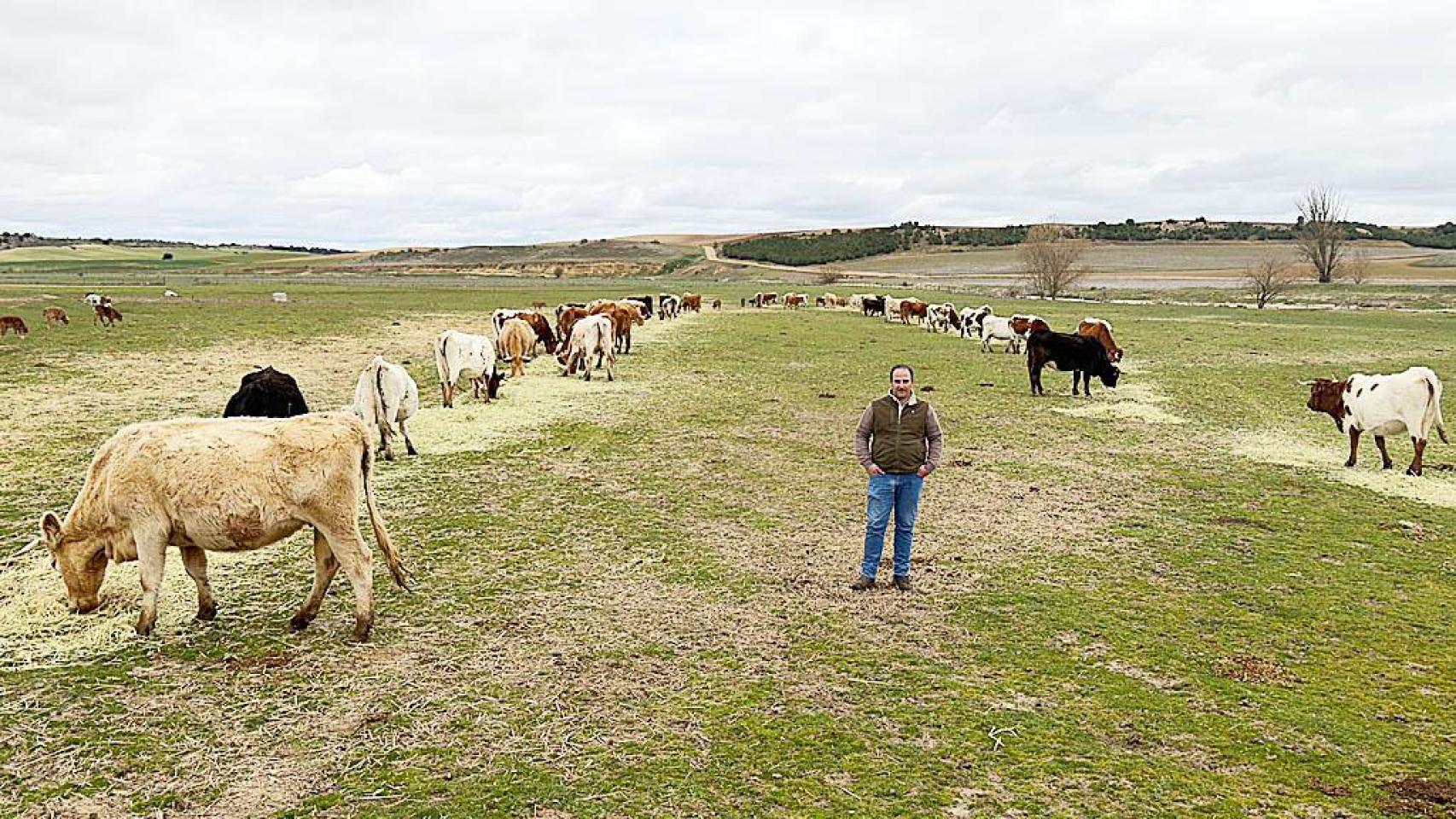 Pedro Alonso con las vacas en su explotación.