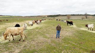 Pedro Alonso con las vacas en su explotación.
