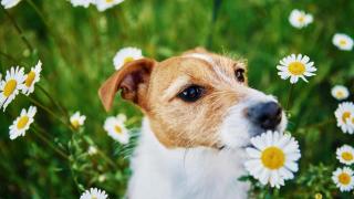 Un perro en medio de un prado con flores.
