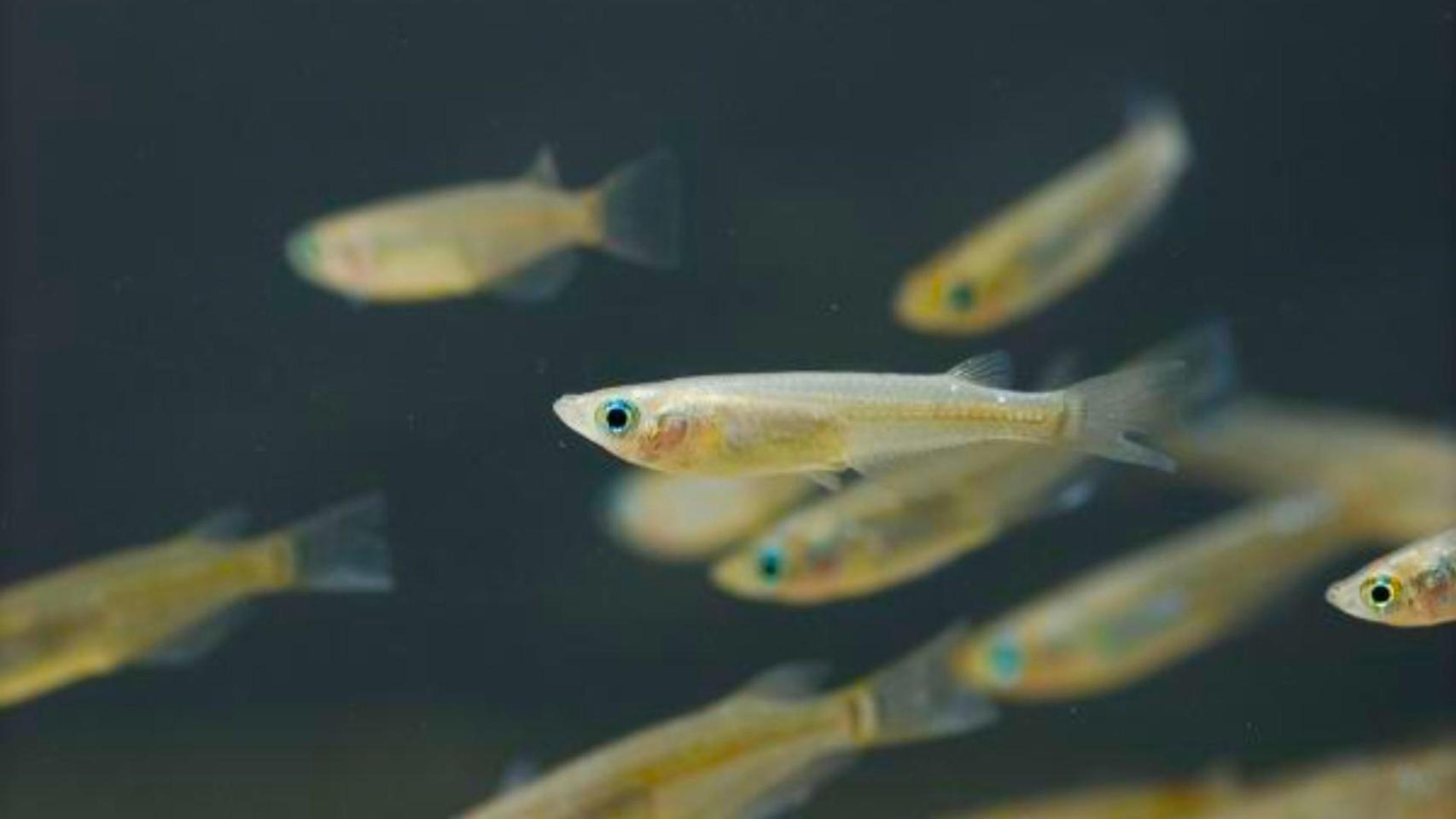 Los científicos no dan crédito: el cambio climático está transformando a los peces y ya hay 3.000 especies afectadas