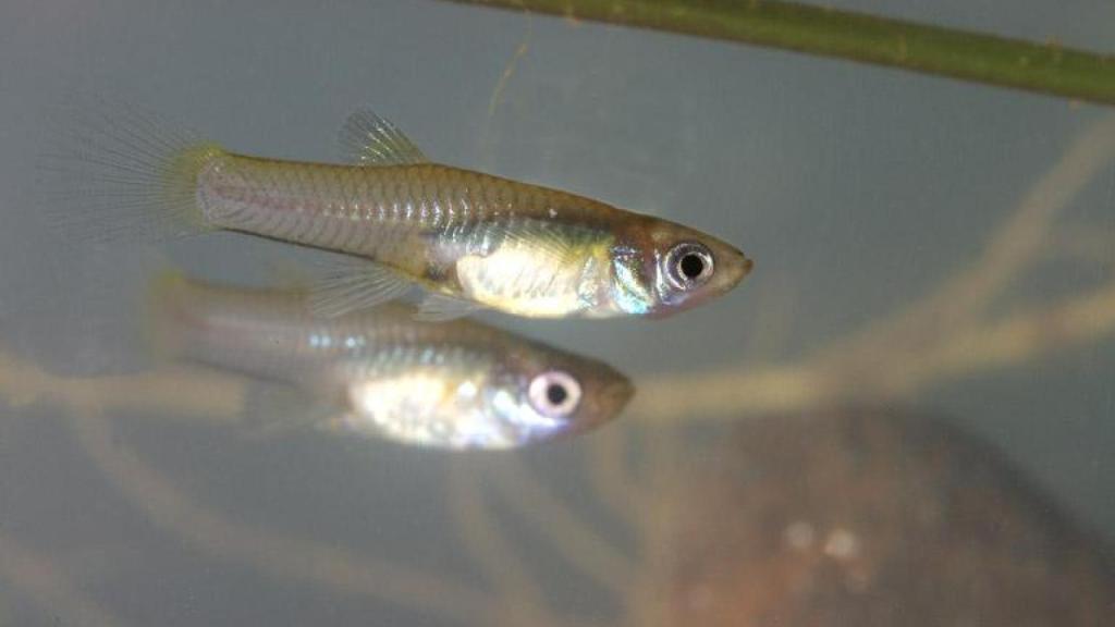 El cambio climático afecta al tamaño de los peces.