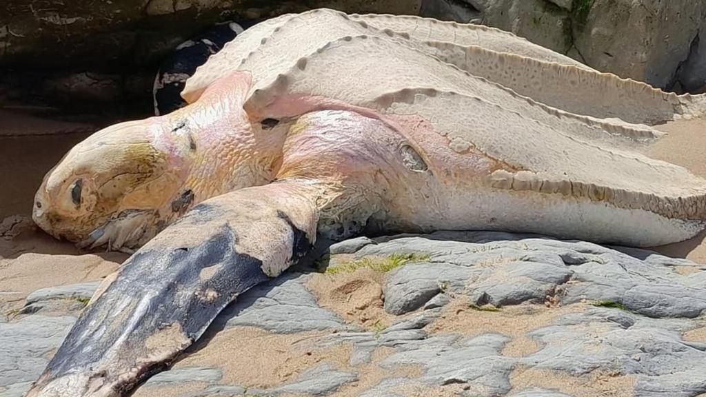 Imagen de la tortuga laúd encontrada en una playa de España.
