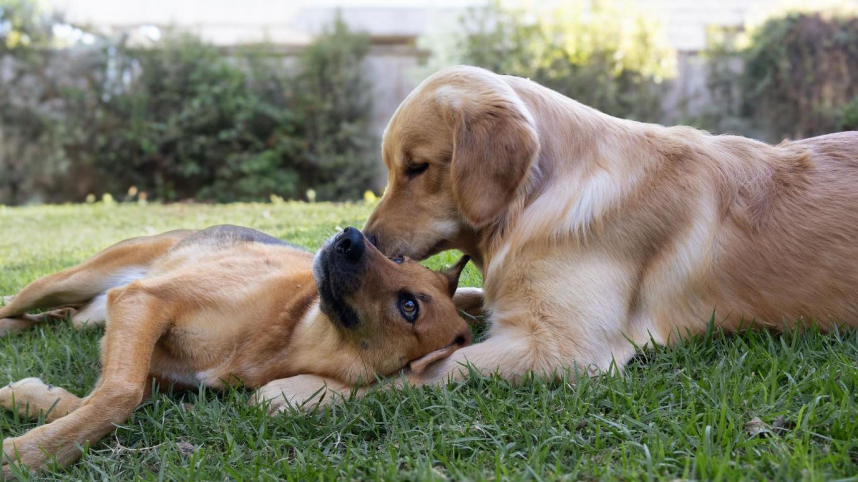 Dos perritos en el parque.