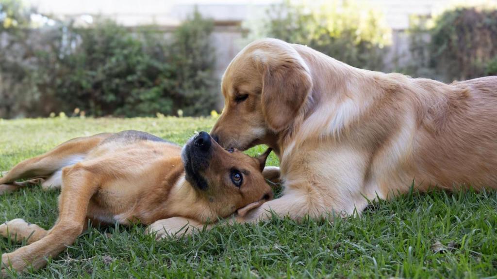 Dos perritos en el parque.