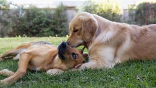 Dos perritos en el parque.