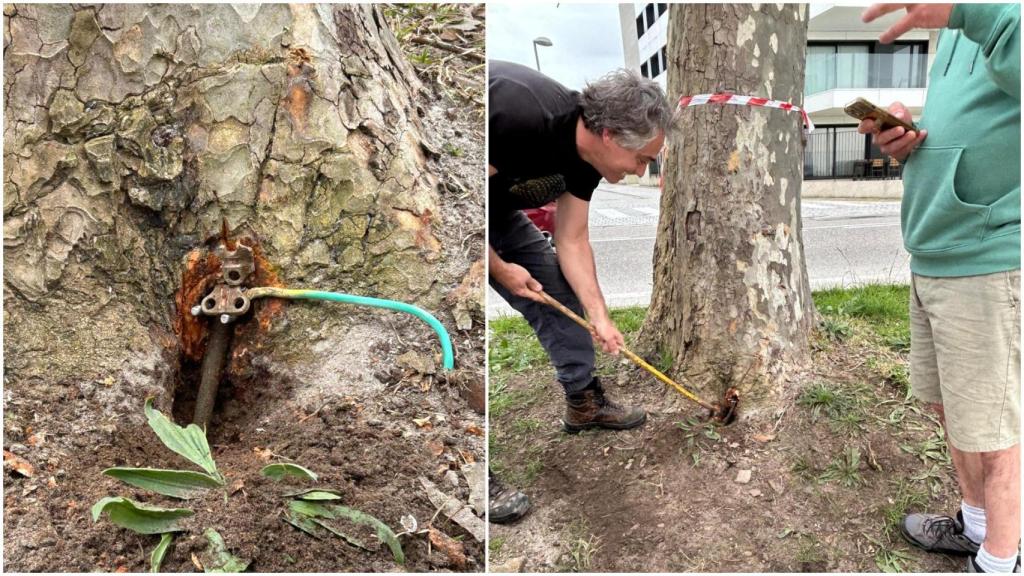 Denuncian nuevos ataques contra los arboles de una de las playas más concurridas de Vigo