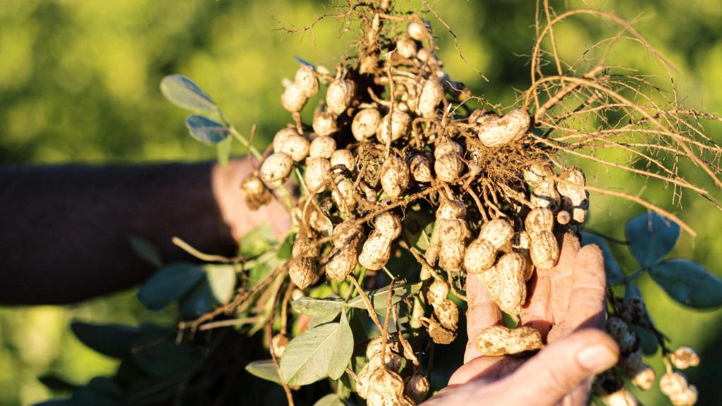 Cacahuete de los campos de cultivos de CA Climent.