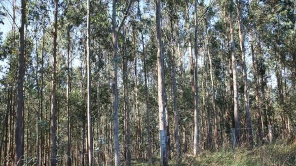 Plantaciones de eucalipto.