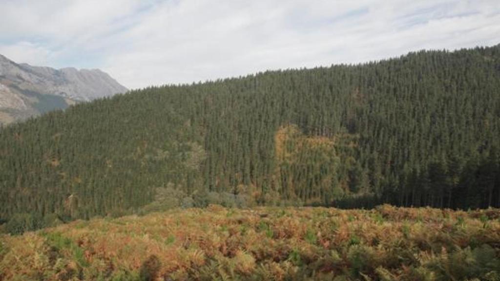 Plantaciones de pino.