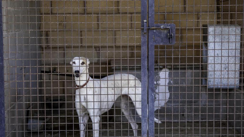 Un galgo en un chenil.