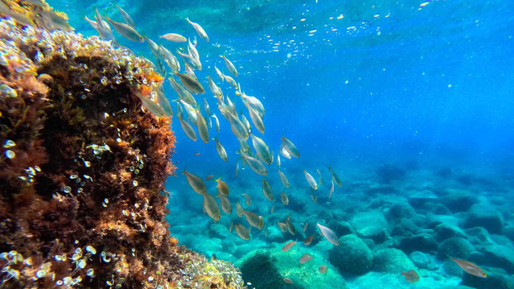 Banco de peces nadando cerca del fondo en España.