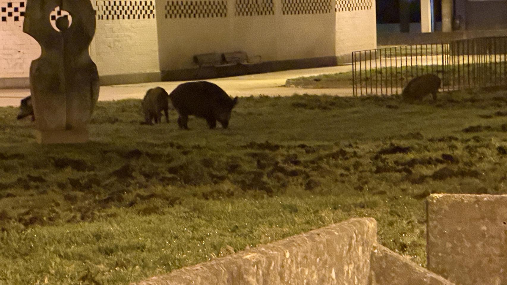 Imagen de los jabalíes en la calle Fonte da Balsa.