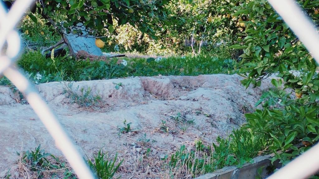 La zona precintada por la Guardia Civil donde fue localizado el cadáver entre limoneros.