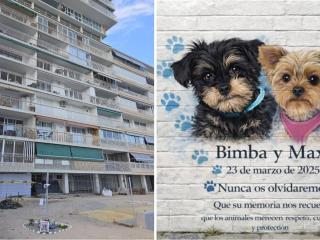 La calle Sol Naciente, donde ocurrieron los hechos, y una imagen de IA con un mural propuesto por la asociación SOS Ayuda Animal.