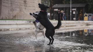 Dos perritos jugando en el agua.