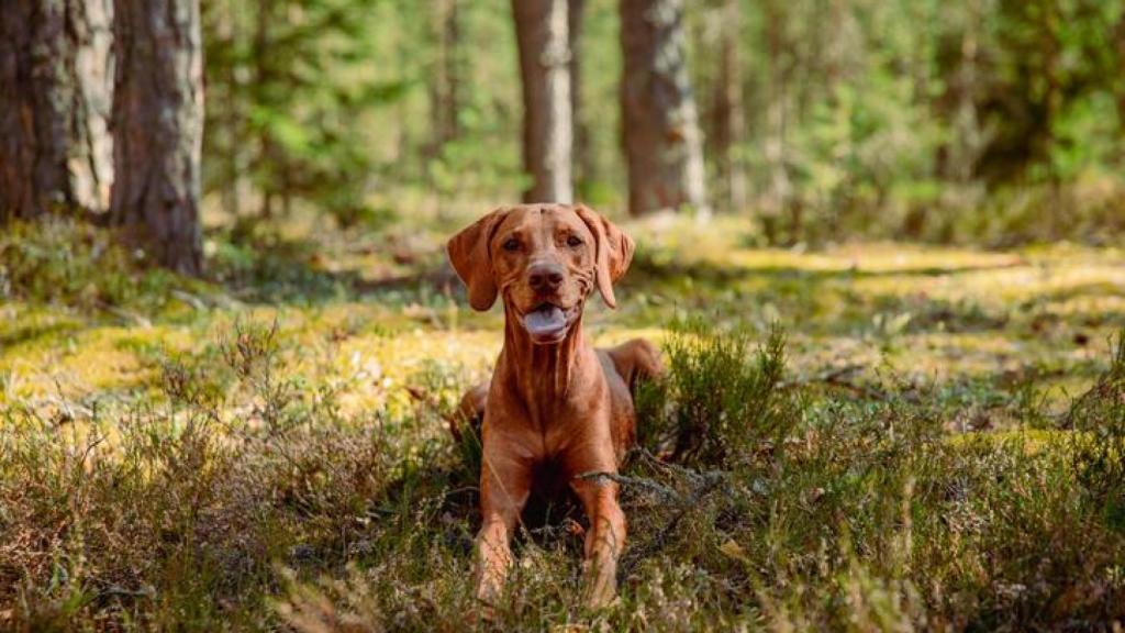 Un perro en un campo.