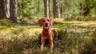 Un perro en un campo.