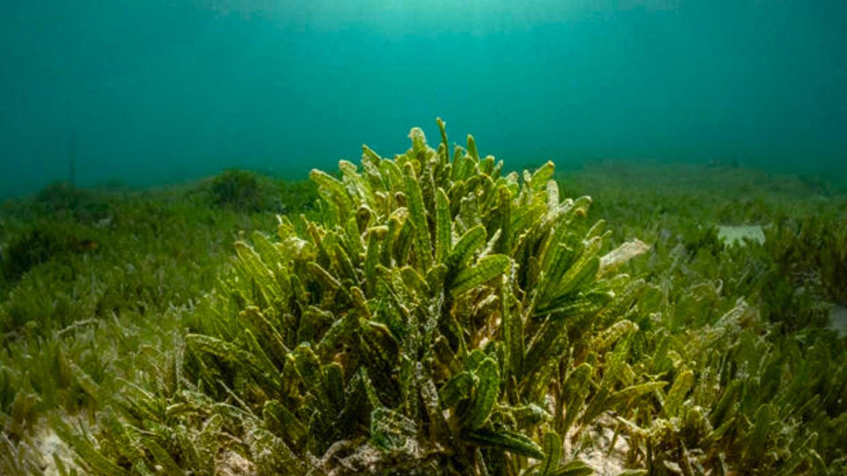 Imagen de una planta invasora.