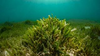 Llega a España una planta invasora de origen tropical: puede romper el ecosistema y acabar con especies locales
