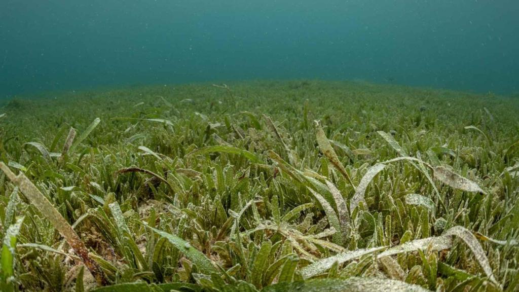 La planta invasora que amenaza al ecosistema marino de España.