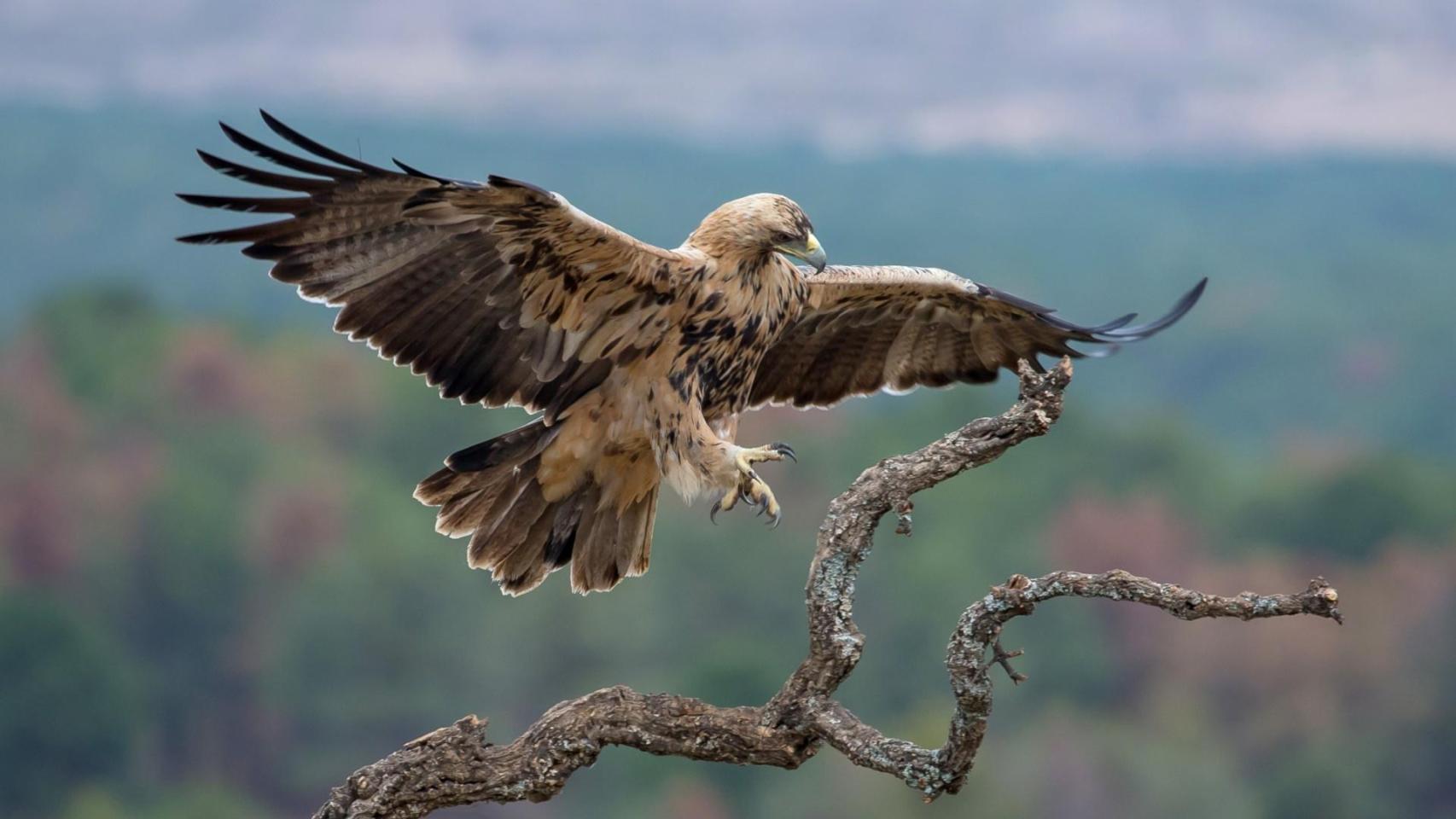 Ni Doñana ni Sierra Morena: el águila imperial ibérica logra superar los 1.000 ejemplares y reconquista España