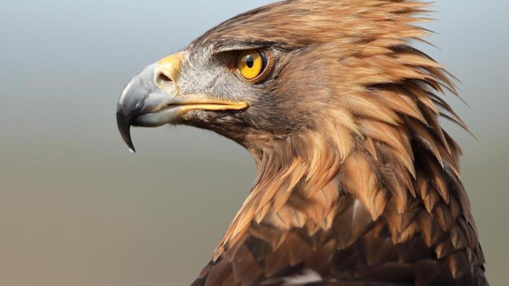 El águila imperial ibérica se expande por España.