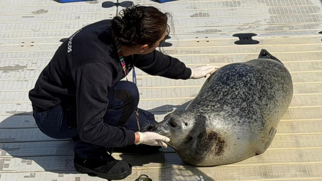 Blanca alimentando a las focas en el Aquarium de A Coruña