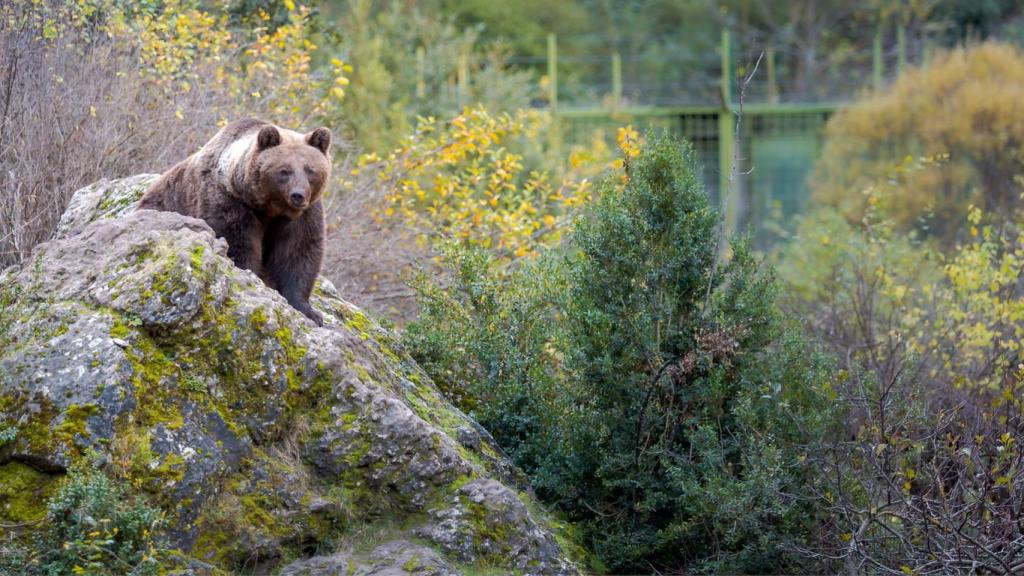 Oso pardo en el Hosquillo.