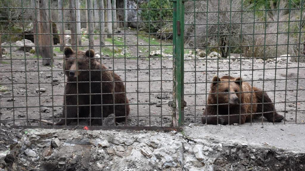 Osos en el Hosquillo.
