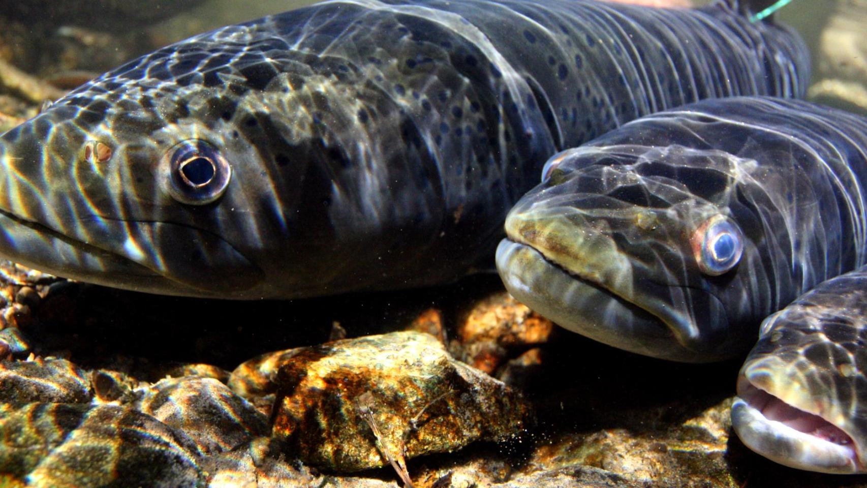 El taimen siberiano es una de las especies identificadas en riesgo.