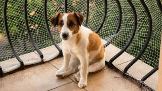 Un perro en un balcón