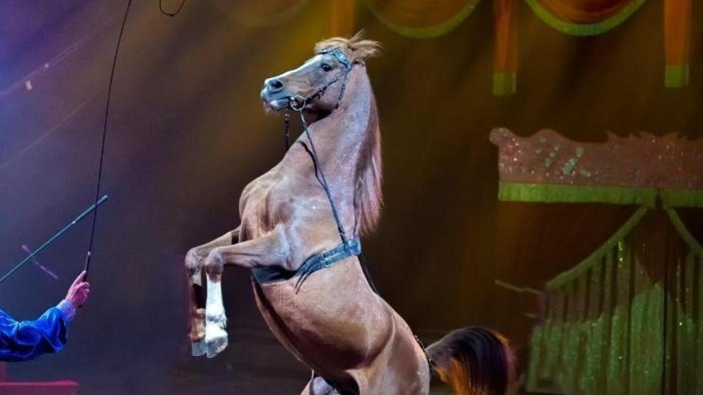 Un caballo en un circo.